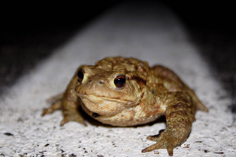 Bufo bufo in 